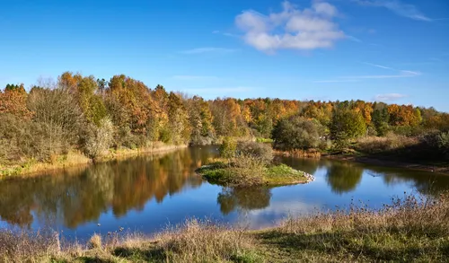 The image shows a landscape photograph of Silverhills Autumn Lake taken in the late morning during the autumn season. The main subject is a tranquil lake surrounded by trees displaying vibrant autumn colors, with rich foliage reflecting in the water. The scene is framed by grassy banks in the foreground and dense woodland in the background, and the characteristic trees at Silverhills feature shades of orange, yellow, and green. The clear blue sky with a few scattered clouds adds to the autumnal atmosphere, and the island in the lake is visible, contributing to the picturesque setting typical of Silverhills.